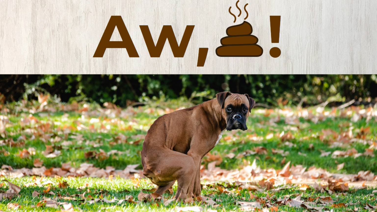 Dog Poop Removal Jacked Brain